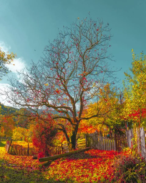 Piękny Jesienny Krajobraz Żółtymi Drzewami Słońcem Kolorowe Liście Parku — Zdjęcie stockowe
