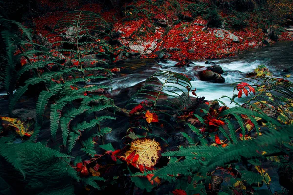 Podzimní Potoka Lesy Žlutými Stromy Listoví Skály Royalty Free Stock Fotografie
