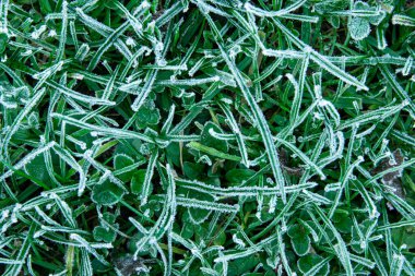 Doğada donmuş ot, detay ve soğuk kış