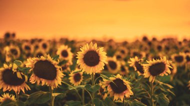 Gün batımında çiçek açan ayçiçeği tarlası