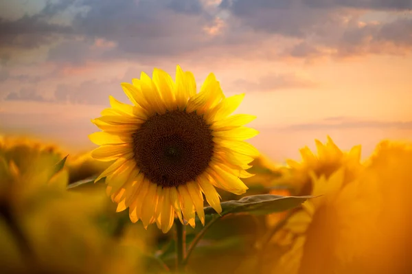 Feld Blühender Sonnenblumen Auf Einem Hintergrund Sonnenuntergang — Stockfoto