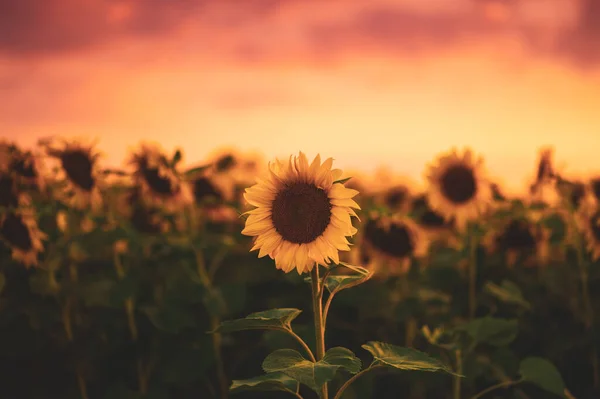 Поле Квітучих Соняшників Фоновому Заході Сонця — стокове фото