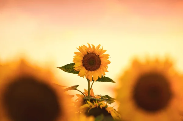 Feld Blühender Sonnenblumen Auf Einem Hintergrund Sonnenuntergang — Stockfoto