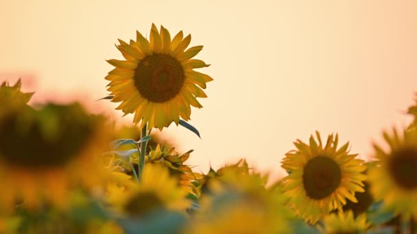 Veld Van Bloeiende Zonnebloemen Een Achtergrond Zonsondergang — Stockvideo