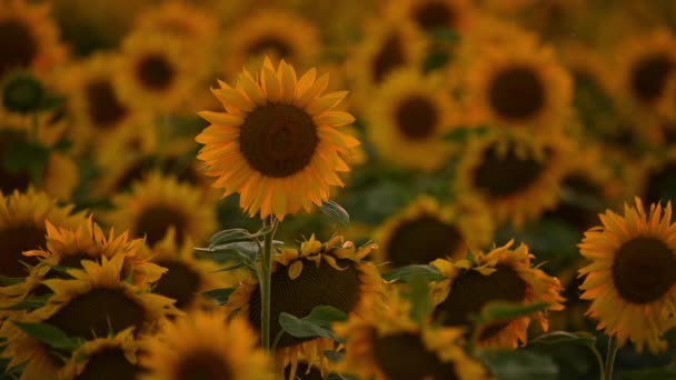 Bidang Bunga Matahari Mekar Pada Latar Belakang Matahari Terbenam — Stok Video