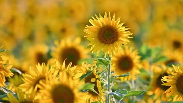 Veld Van Bloeiende Zonnebloemen Een Achtergrond Zonsondergang — Stockvideo