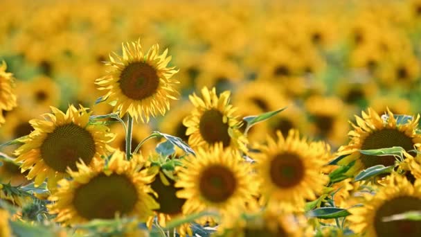 Veld Van Bloeiende Zonnebloemen Een Achtergrond Zonsondergang — Stockvideo
