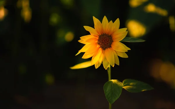 Kleine Sonnenblume Die Von Der Sonne Auf Dunklem Hintergrund Beleuchtet — Stockfoto