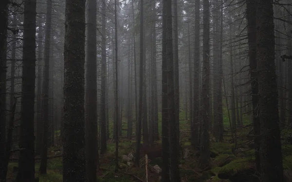 Dark Forest Retezat Mountains — Stock Photo, Image