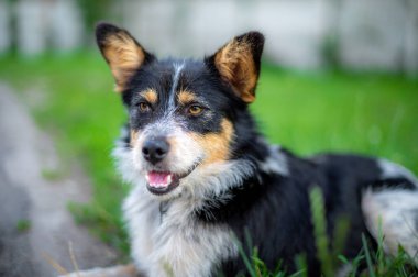 Üzgün, evsiz köpek suratlı, geçmişi bulanık bir şekilde sokakta oturuyor. Mesaj atmak için boş bir yer.