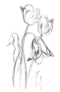 A rough sketch of three tulips. Simple graphite pencil drawing on white paper. Handwork. White background. Isolated object.