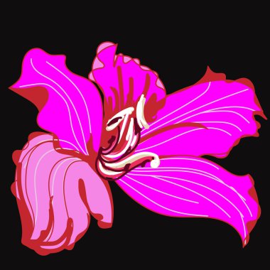   Siyah arka planda soyut tropikal pembe çiçek. İzole edilmiş vektör resmi.