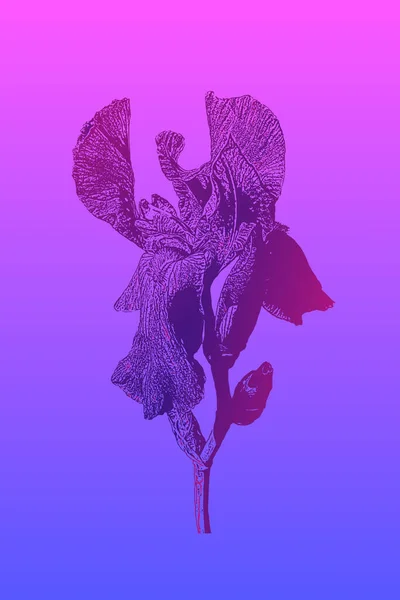 Nachträgliches Bild Einer Blühenden Iris Vektorillustration Blau Rosa Gefälle — Stockvektor