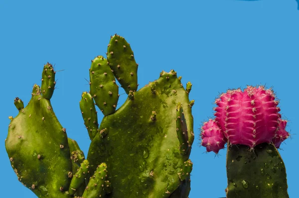 Zwei Kleine Grüne Und Rosa Kakteen Vor Blauem Hintergrund — Stockfoto