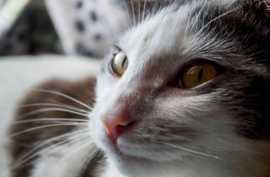 Yeşil gözlü beyaz ve gri kedi gülümsüyor