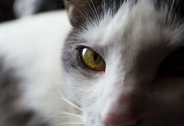 Primer Plano Del Ojo Verde Gato — Foto de Stock