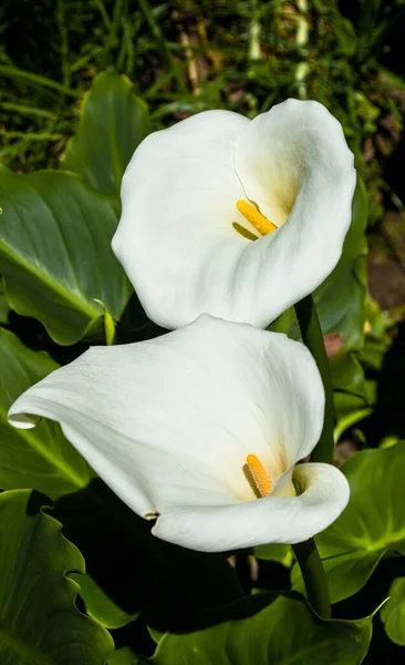 Flor Blanca Con Centro Amarillo — Foto de Stock