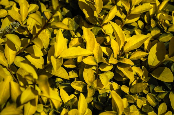 Yellow Flowers Garden — Stock Photo, Image