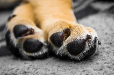 Köpek patilerini kapat.
