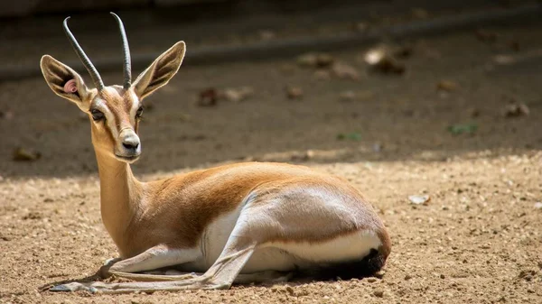 Valencia Spanien Juli 2019 Impala Gerade Aufgewacht — Stockfoto