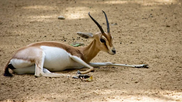 Valencia Spanien Juli 2019 Impala Steht Kurz Vor Dem Aufstieg — Stockfoto