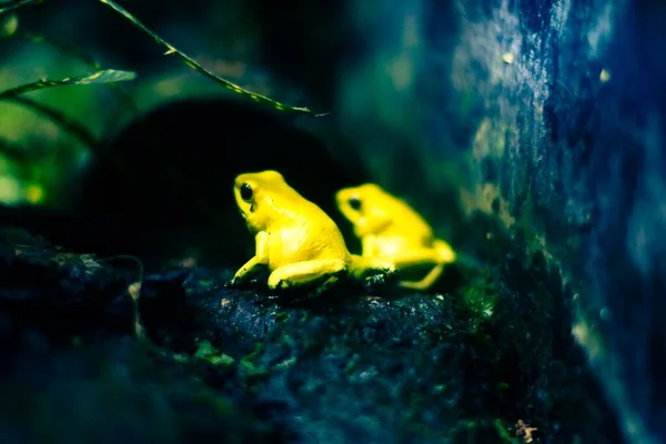 Valencia España Julio 2019 Dos Ranas Doradas — Foto de Stock