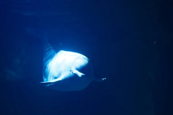 Valencia Spain July 2019 Beluga Whale Aquarium — Stock Photo, Image