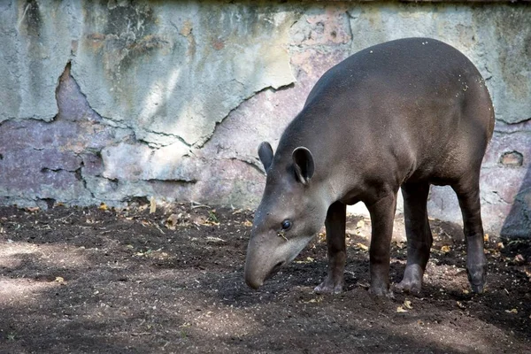 Valencia / Spain July 09 2019: Tapirus terrestris alone and in search for food — Stock Image Valencia Spain July 2019 Tapirus Terrestris Alone Search Food Royalty Free Stock Images