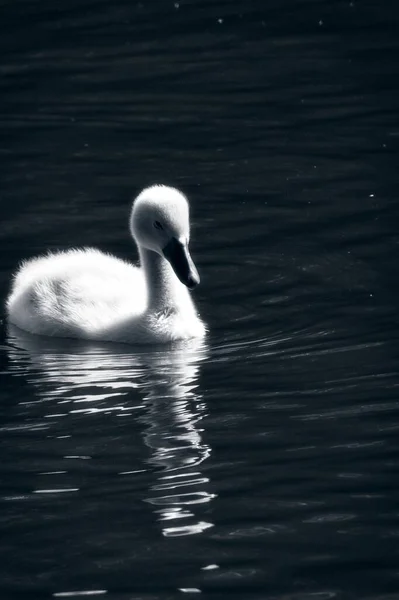 London May 2020 Baby Swan Also Know Cygnet — Stock Photo, Image