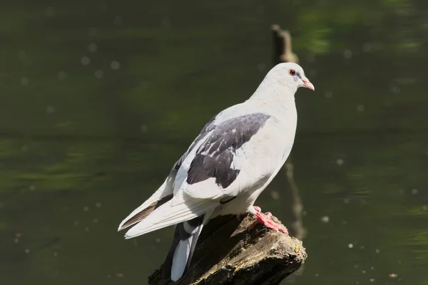 London May 2020 White Pigeon Broken Branch — Stock Photo, Image