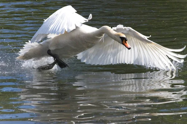 Londra Regno Unito Maggio 2020 Cigno Adulto Sta Volare — Foto Stock