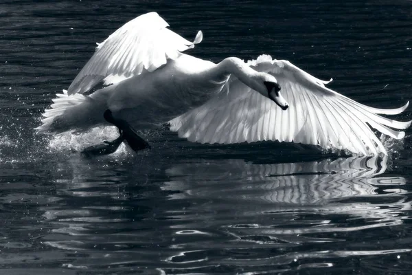 London Травня 2020 Adult Swan Take Flight — стокове фото