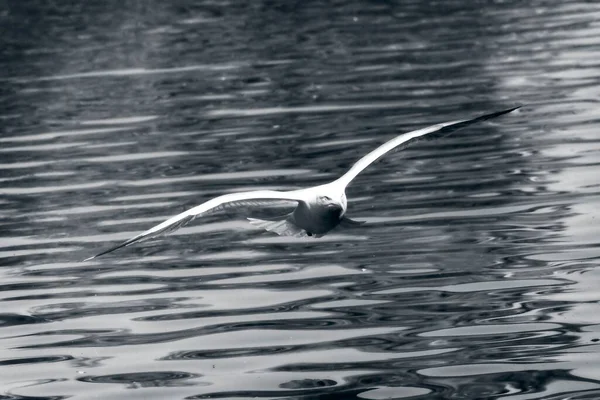London May 2020 Seagull Flying Lake — Stock Photo, Image