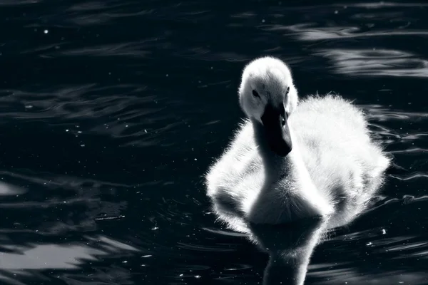 London May 2020 Baby Swan Also Known Cygnet — Stock Photo, Image