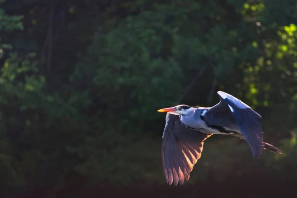 London Storbritannien Maj 2020 Grey Heron Flyger Mot Sitt — Stockfoto