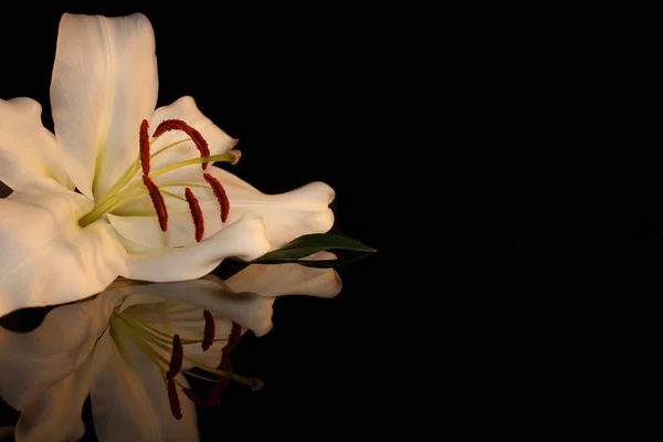 beautiful photo, white Lily on a black background