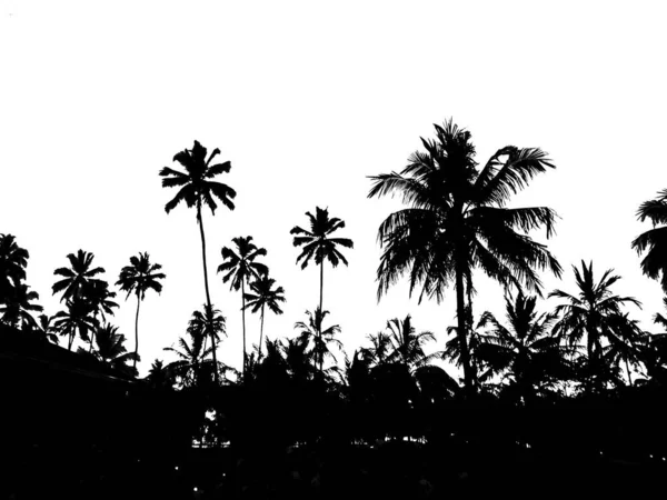beautiful black silhouette on a white background of tropical palms