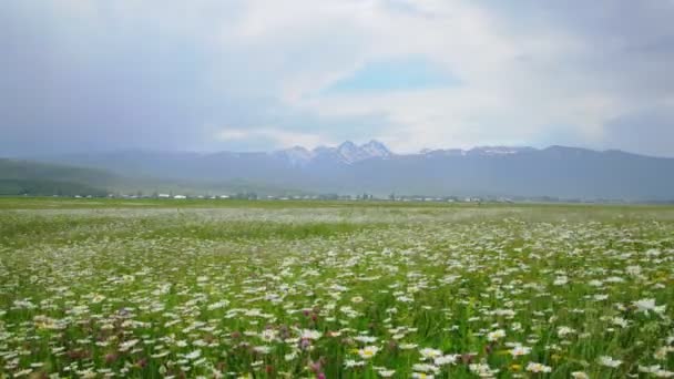 Awan suram ambil bidang chamomile — Stok Video