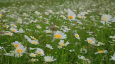Yaz tarlasında papatya çiçekleri açar.