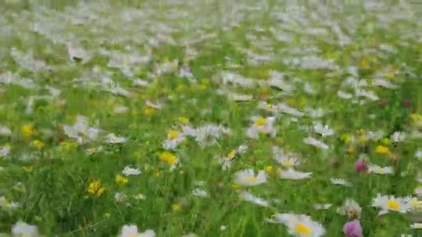 Flores de manzanilla en flor en el campo de verano — Vídeos de Stock