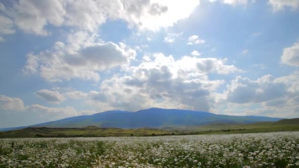 Nubes vuelan en el campo de flores de manzanilla — Vídeo de stock