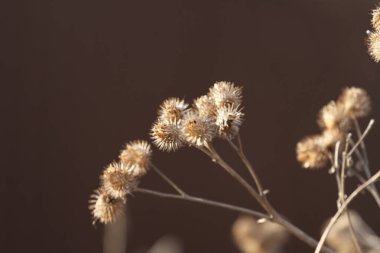 Geçen yılın çimenleri sahada. Kuru ot