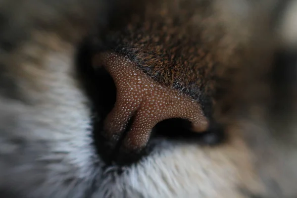 Macro shot of a pet. Cat nose