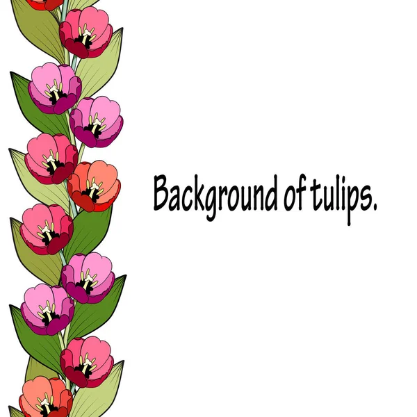Nahtlose Vertikale Grenze Aus Leuchtend Farbigen Tulpen Weißer Hintergrund Ideal — Stockvektor