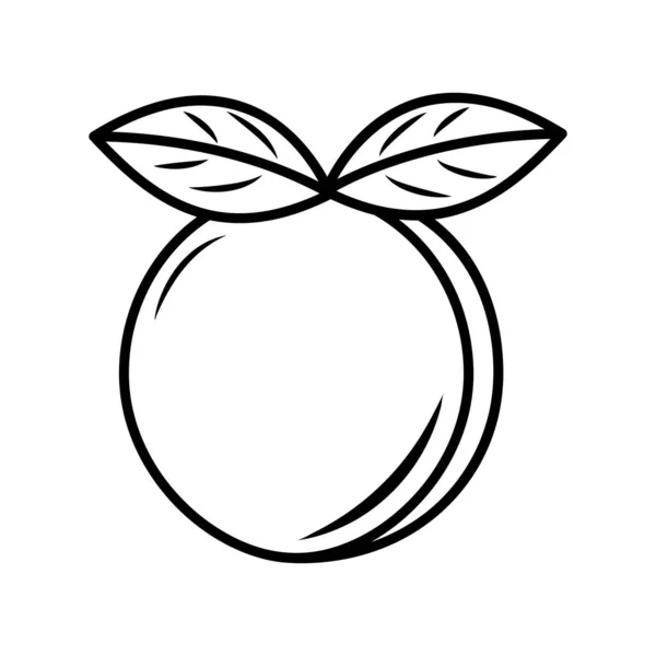 Vector Line Art Apricot Icon Vereinzelte Fruchtsilhouette Cartoon Stil Obst — Stockvektor