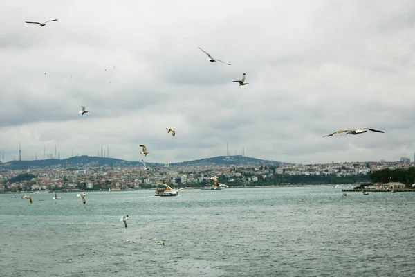 イスタンブール トルコ 2016年5月1日 イスタンブールを背景にしたカモメ ボスポラスはトルコ北西部に位置する狭く自然な海峡と国際的に重要な水路です — ストック写真