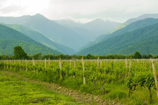 Dağda şarap yılı, Georgia.