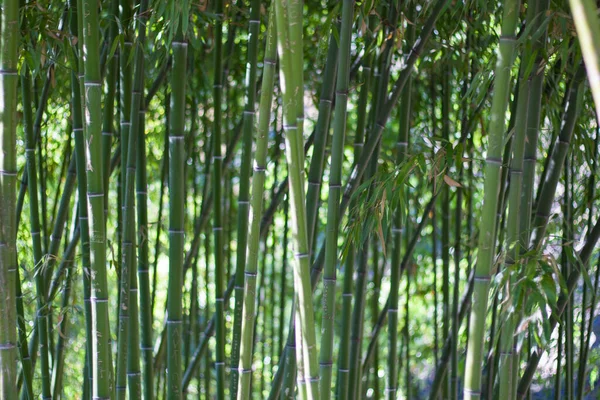 Tapeta Tło Natury Drzewa Bambusowe Ogrodzie Botanicznym Tbilisi — Zdjęcie stockowe