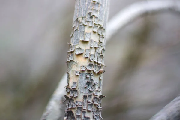 Macro Primer Plano Rama Del Árbol Fondo Borroso Gris Georgia —  Fotos de Stock