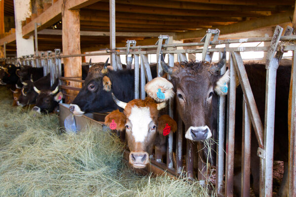 Cows in farm standing and eating hay in Racha, Georgia.